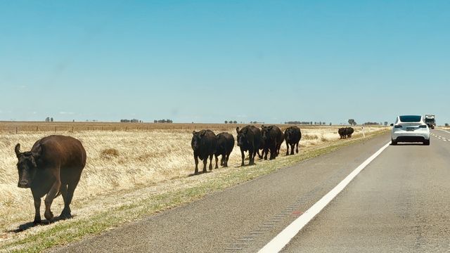 Cattle standing across a highway at dusk