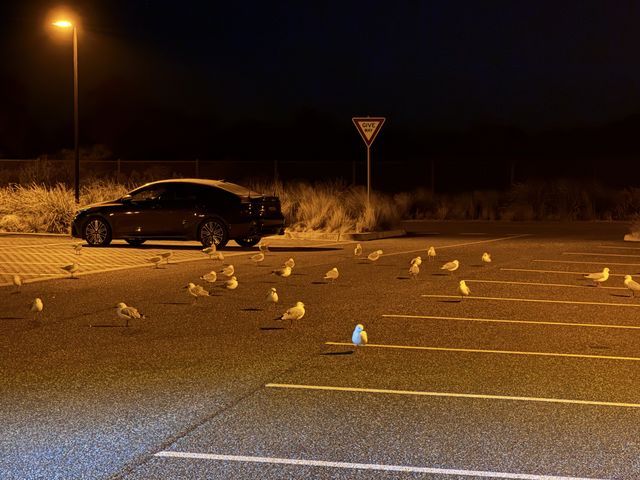 Seagulls gathered in a lit parking lot at night