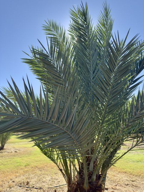 Charleville, Queensland, Australia