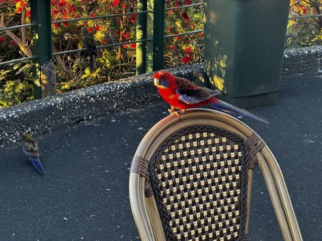 Mount Dandenong, Victoria, Australia