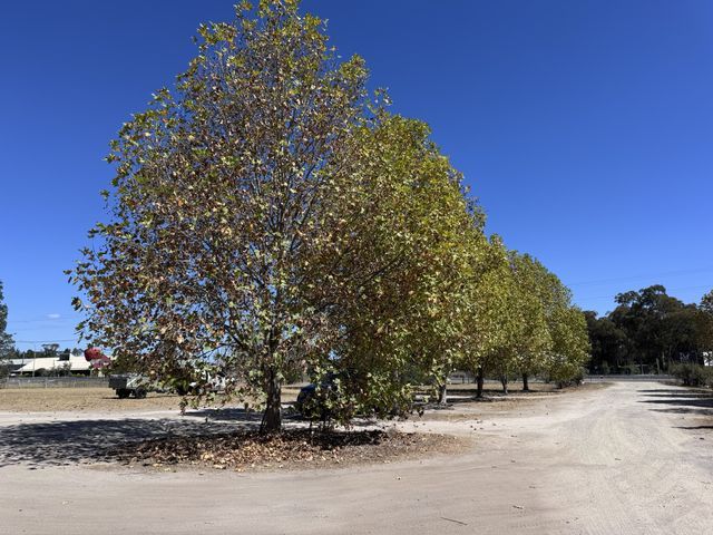Thulimbah, Queensland, Australia