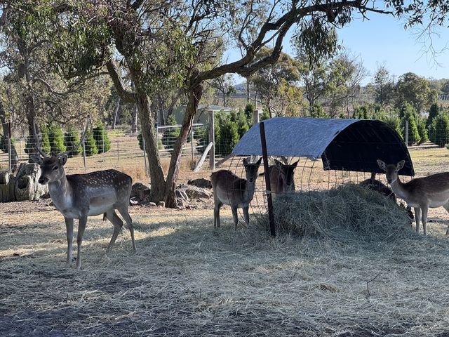 Applethorpe, Queensland, Australia